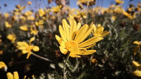 Bright Yellow Blooms in Sunshine wallpaper