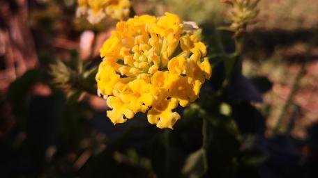 Bright Yellow Flower in Blooming Glory wallpaper
