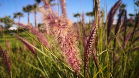 Grass wallpaper