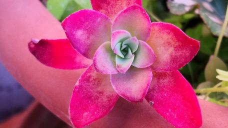 Vibrant Pink Stonecrop Flower Wallpaper wallpaper