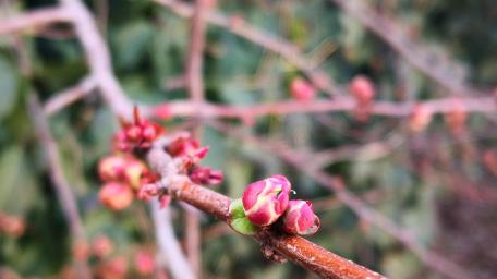 Spring Buds Blooming in Chiari Floral Beauty wallpaper