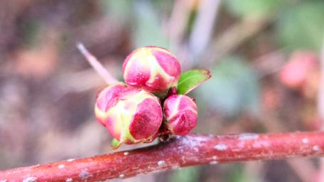 Vibrant Red Buds on a Branch wallpaper