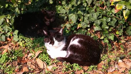 Charming Cats Relaxing in Nature wallpaper