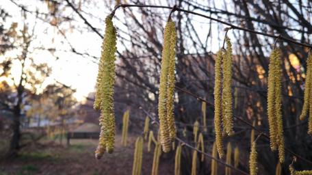 Golden Catkins Swaying in the Breeze wallpaper