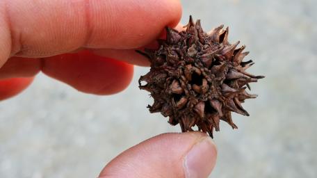 Nature's Unique Seed in Hand wallpaper
