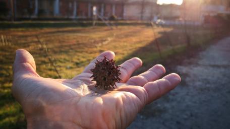 Nature's Unique Treasure in Hand wallpaper
