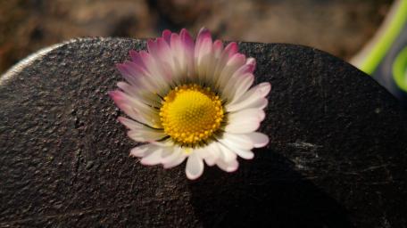 Delicate Daisy in Nature's Embrace wallpaper