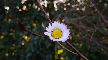 Delicate Daisy in Nature's Embrace wallpaper