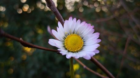 Delicate Daisy Blooming Amongst Nature's Beauty wallpaper