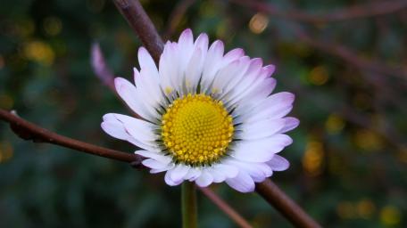 Delicate Daisy Amidst Nature's Palette wallpaper