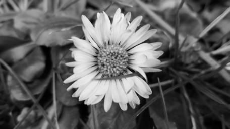 Delicate Daisy in Monochrome Style wallpaper