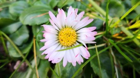 Delicate Pink Daisy in Bloom wallpaper