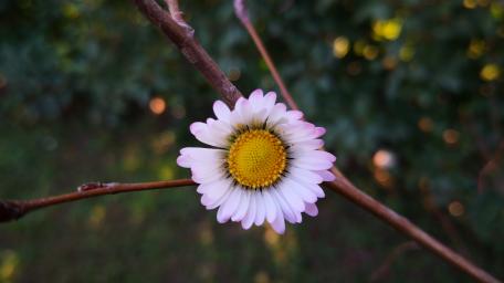 Delicate Daisy on a Branch wallpaper