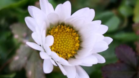 Delicate Daisy in Bloom wallpaper