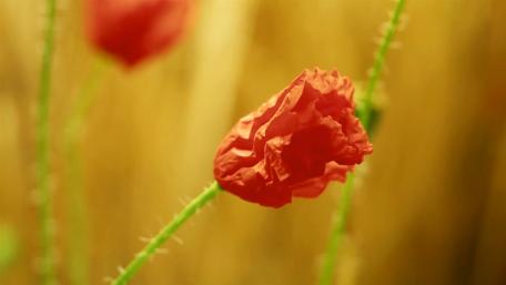 flower wallpaper