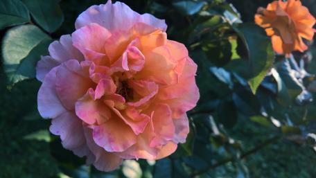 Garden roses wallpaper