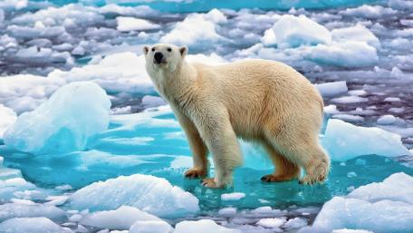 Polar Bear on Fragile Ice Floe wallpaper