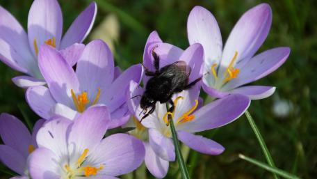Spring in the garden wallpaper
