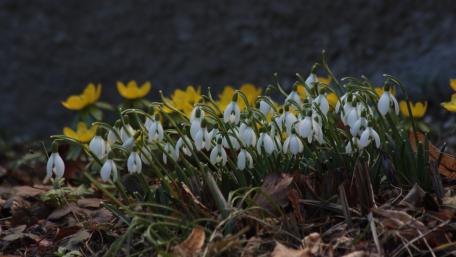 Snowdrop wallpaper