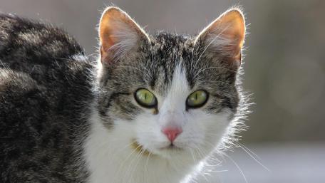 Green Eyes wallpaper