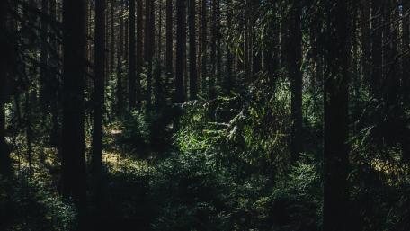 Mysterious Depths of the Forest wallpaper