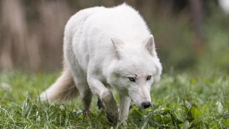 White wolf wallpaper