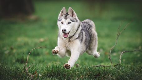 Joyful Husky in Full Sprint wallpaper