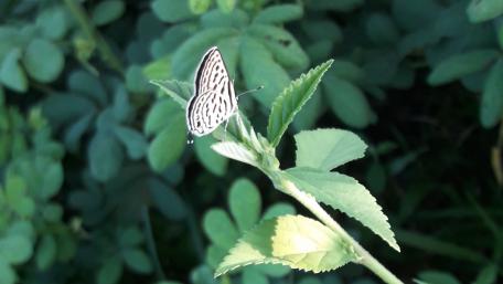 Butterfly wallpaper