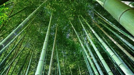 Low angle view of bamboo in forest, Kyoto, Japan wallpaper