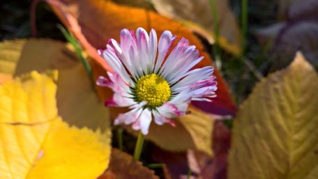 Vibrant Daisy Amidst Autumn Leaves wallpaper