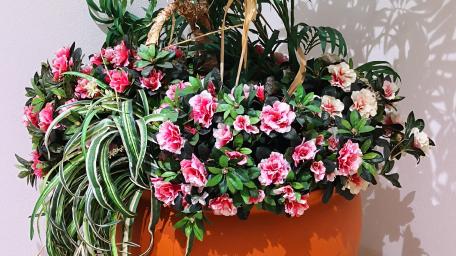 Vibrant Floral Arrangement in a Stylish Pot wallpaper