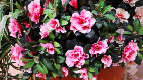 Vibrant Pink Blossoms in Blooming Abundance wallpaper
