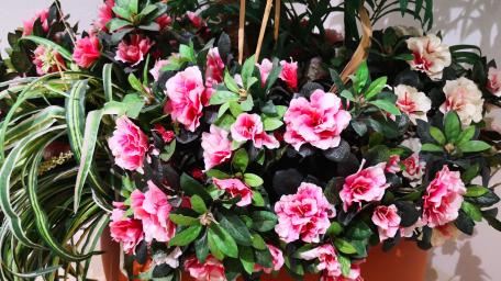 Vibrant Blooming Azaleas in a Charming Display wallpaper