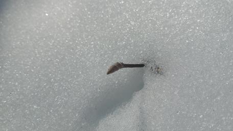 Deep snow wallpaper