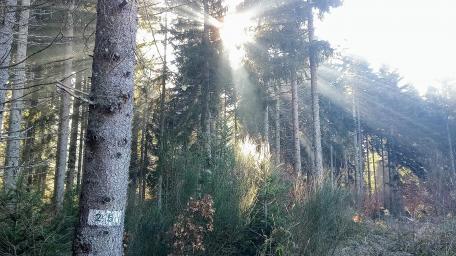 Illuminated forest wallpaper