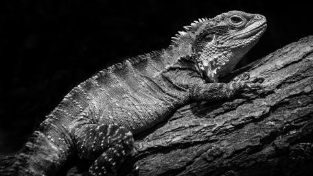 Stylish Monochrome Iguana Artwork wallpaper