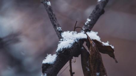 Winter's Grip on Fragile Twigs wallpaper