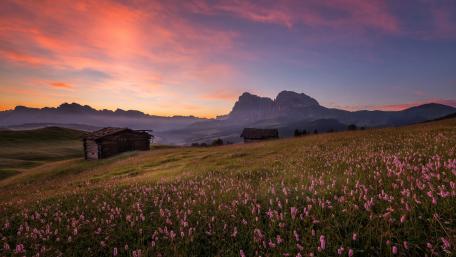 Flowers at Alpe di Siusi wallpaper