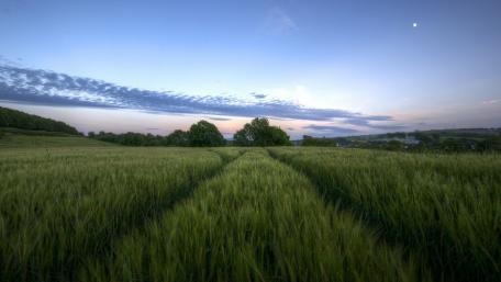 Grassland Serenity at Dawn wallpaper