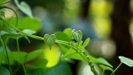 Green wallpaper