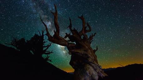 Dry tree under the milky way wallpaper