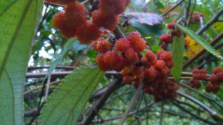 Arbei fruits wallpaper