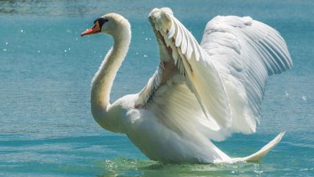 Swan wallpaper