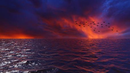 Birds in the sunset wallpaper