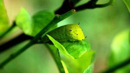 Green Caterpilar wallpaper