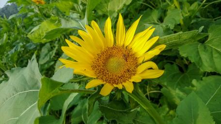 Bee on a blooming sunflower wallpaper