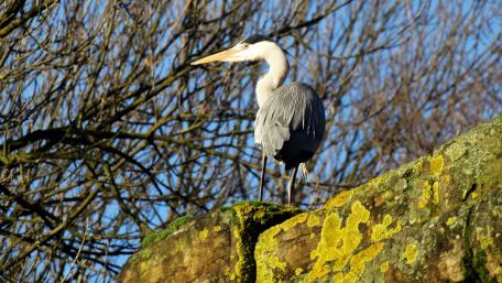 Fishing heron wallpaper