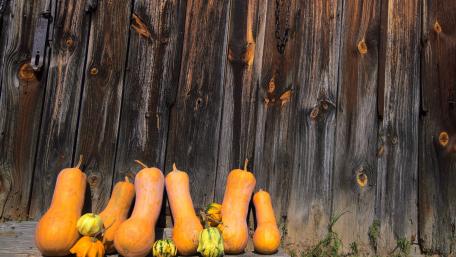 Pumpkins wallpaper