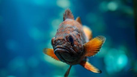 Ripley's Aquarium of Canada wallpaper