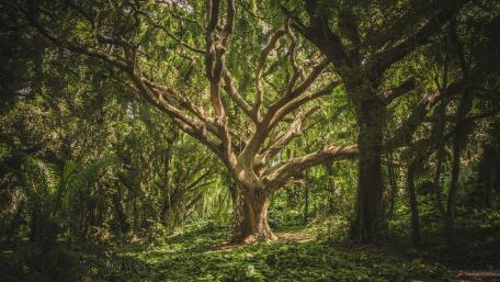 Hawaiian Forest wallpaper